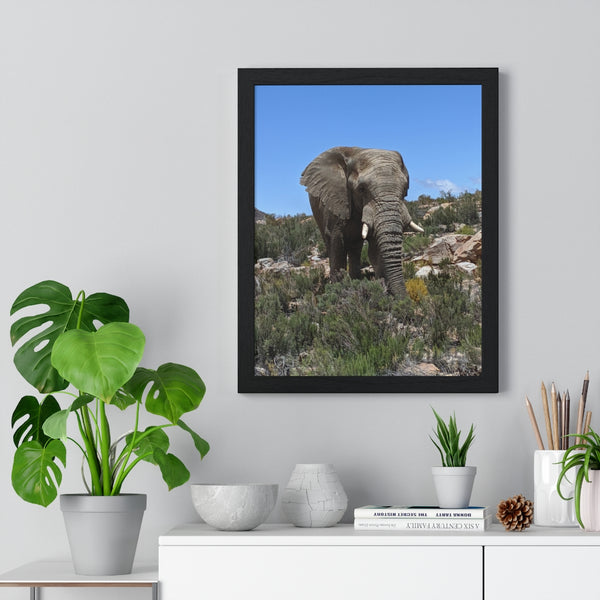 African Elephant