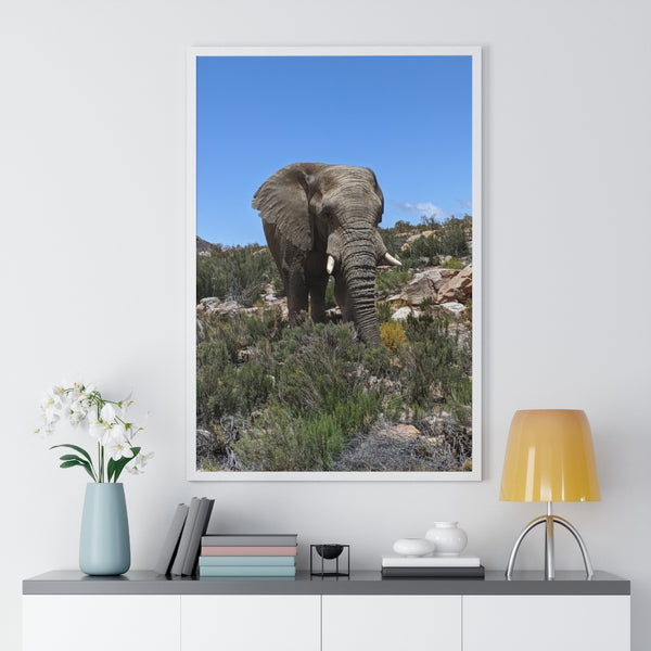 African Elephant