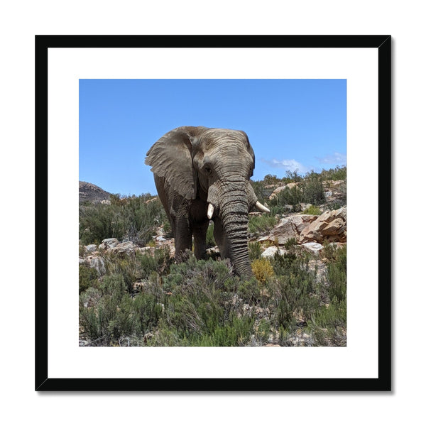 African Elephant Framed & Mounted Print