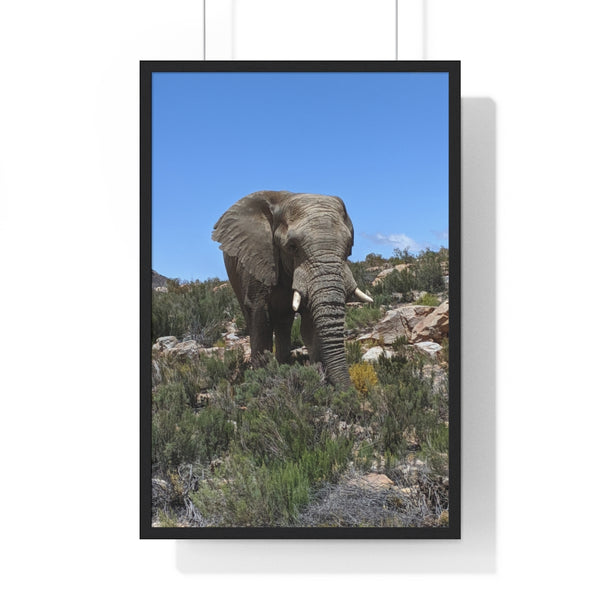 African Elephant