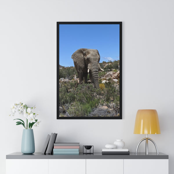 African Elephant