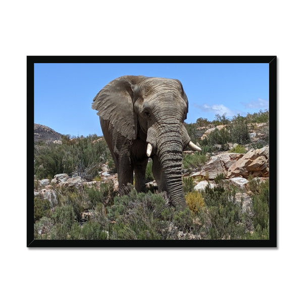 African Elephant Framed Print