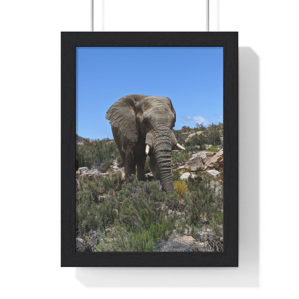 African Elephant