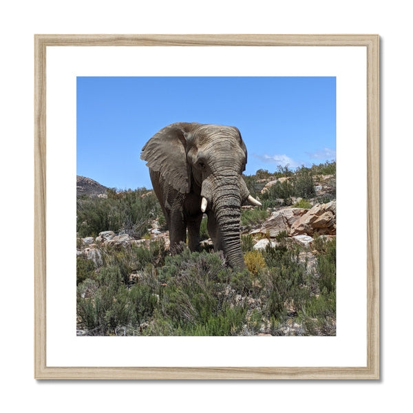 African Elephant Framed & Mounted Print