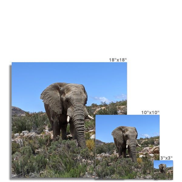African Elephant C-Type Print