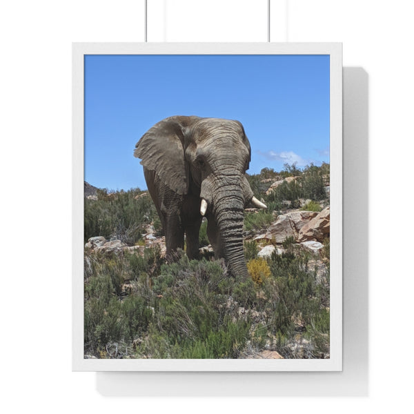 African Elephant