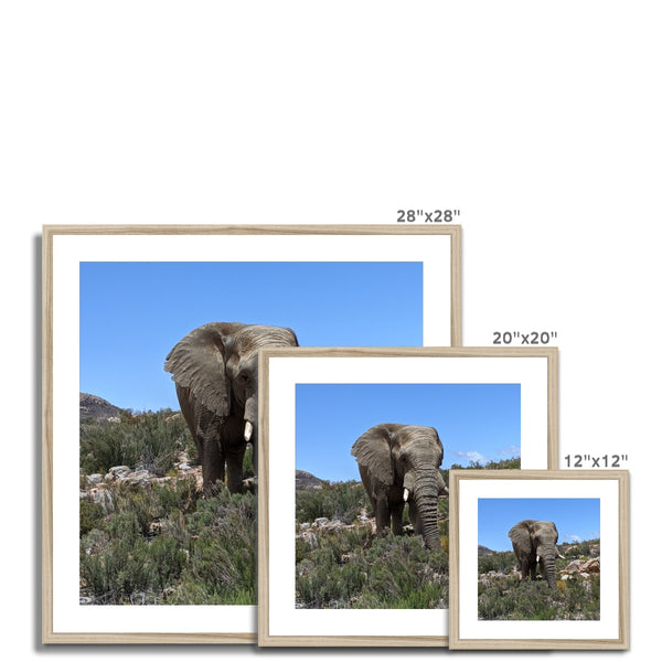 African Elephant Framed & Mounted Print