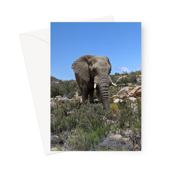 African Elephant Greeting Card
