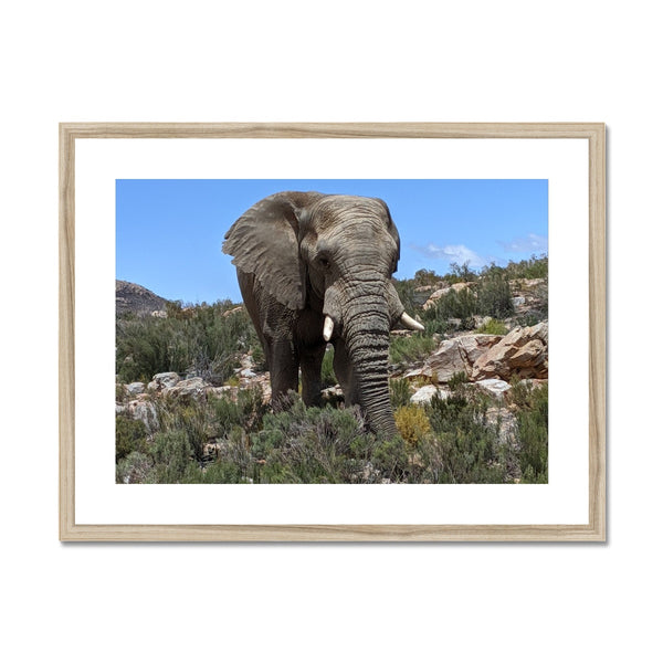 African Elephant Framed & Mounted Print
