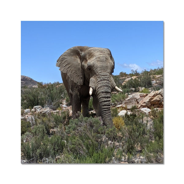 African Elephant C-Type Print