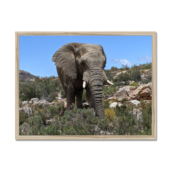 African Elephant Framed Print