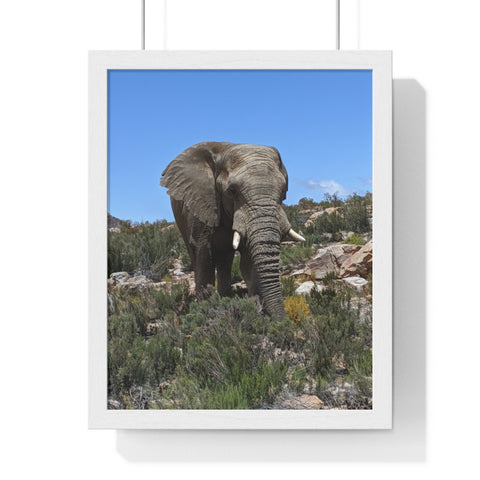 African Elephant