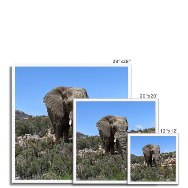 African Elephant Framed Print