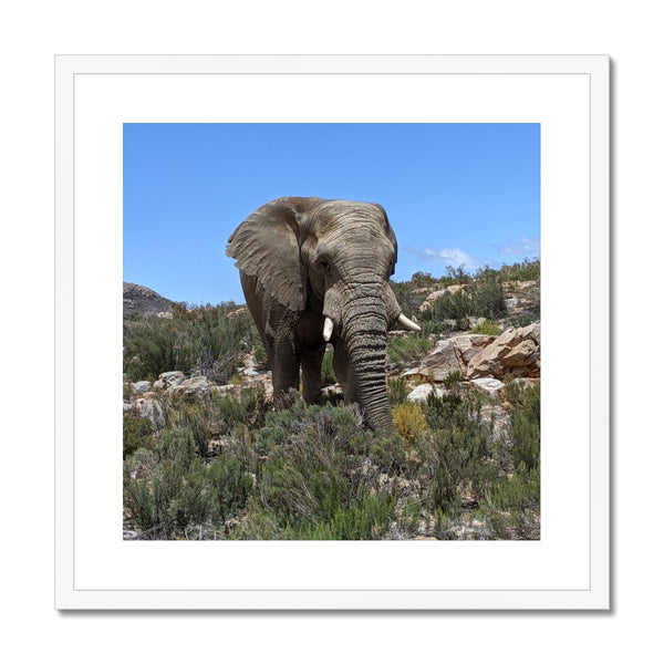 African Elephant Framed & Mounted Print