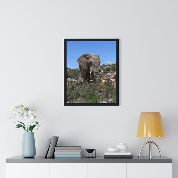 African Elephant