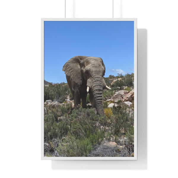 African Elephant