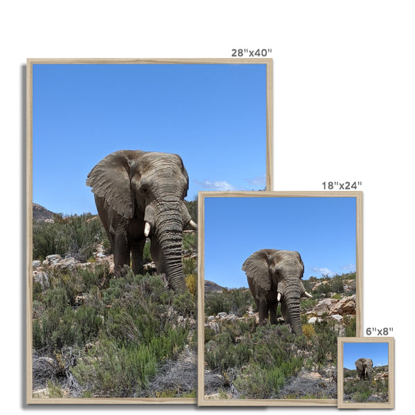African Elephant Framed Print
