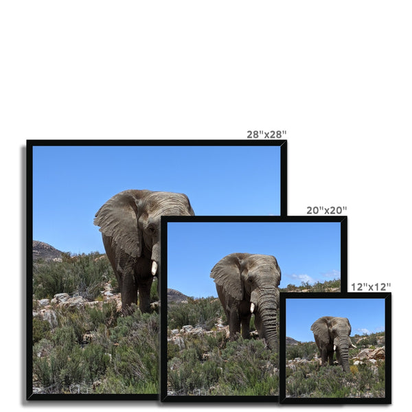 African Elephant Framed Print