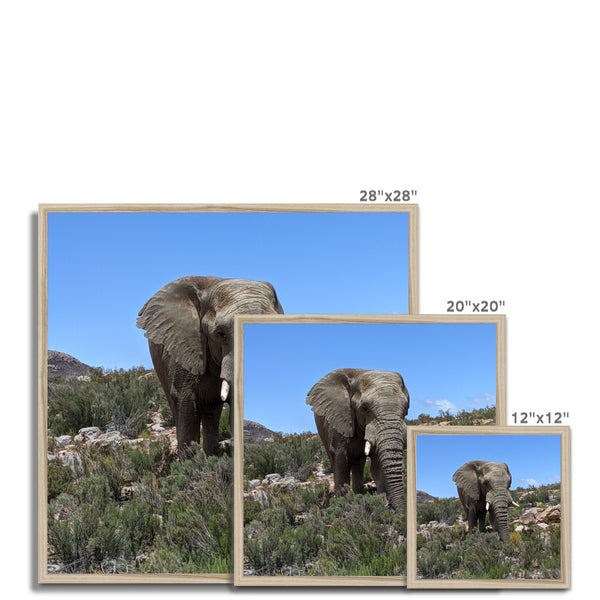 African Elephant Framed Print