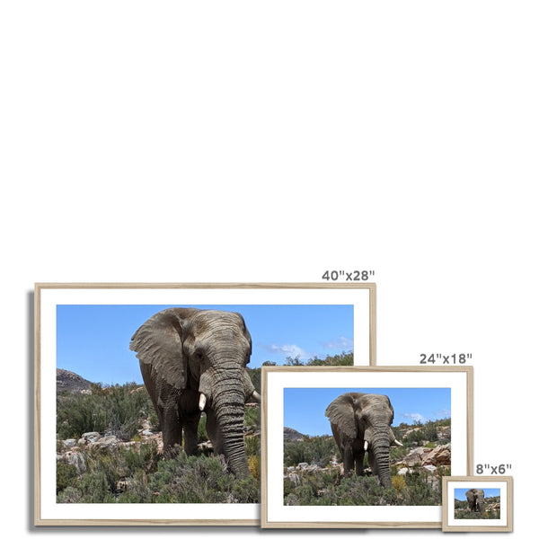 African Elephant Framed & Mounted Print