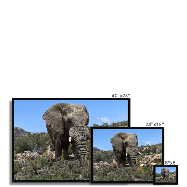 African Elephant Framed Print