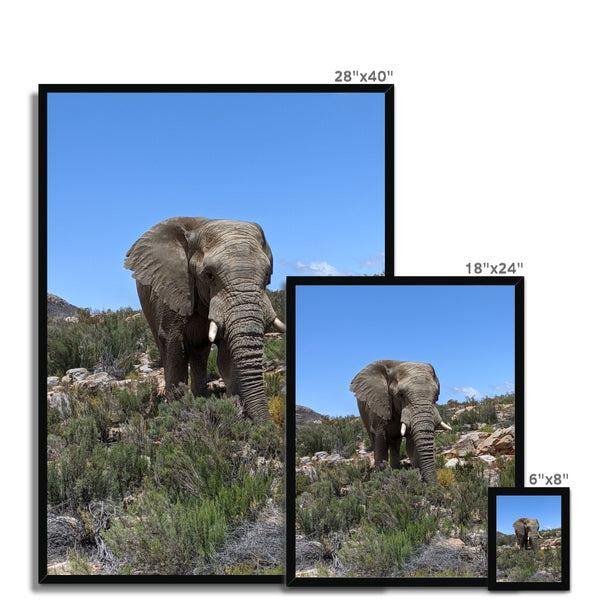 African Elephant Framed Print