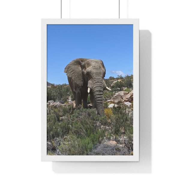 African Elephant