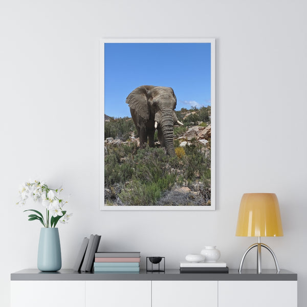 African Elephant