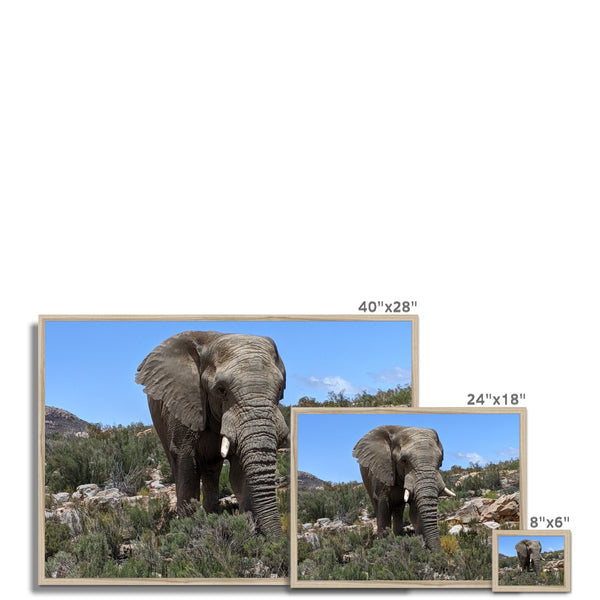 African Elephant Framed Print