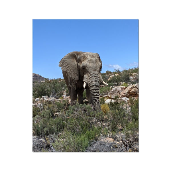 African Elephant C-Type Print