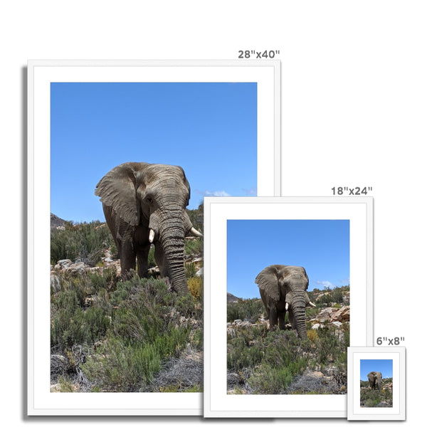 African Elephant Framed & Mounted Print