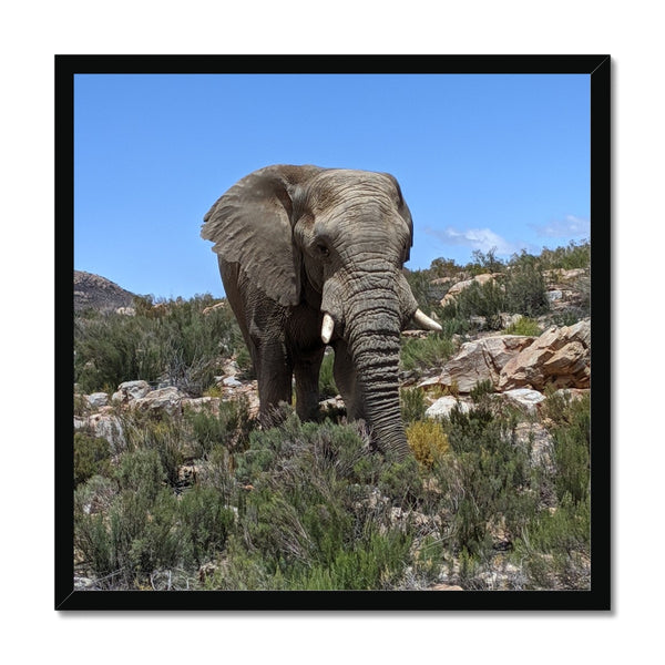 African Elephant Framed Print