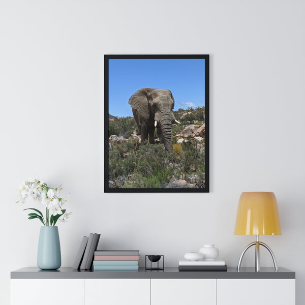 African Elephant