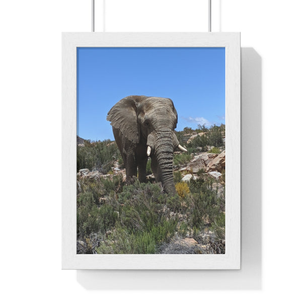 African Elephant