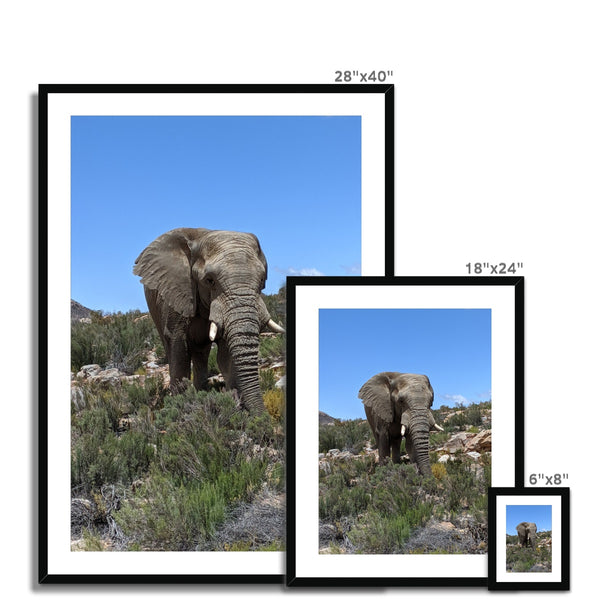African Elephant Framed & Mounted Print