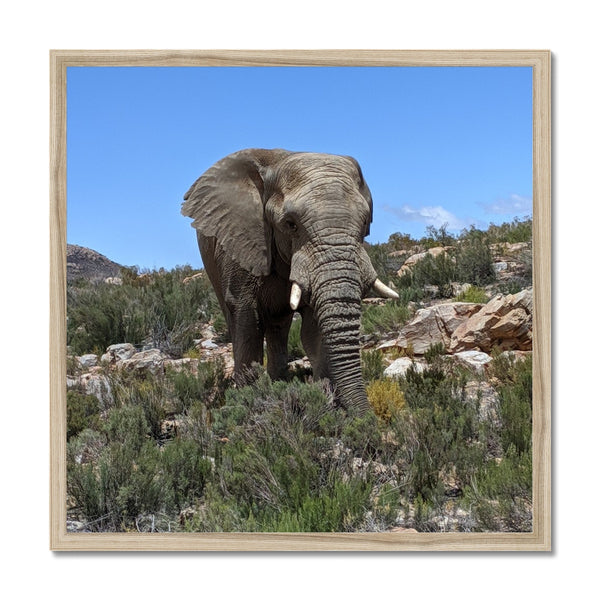 African Elephant Framed Print