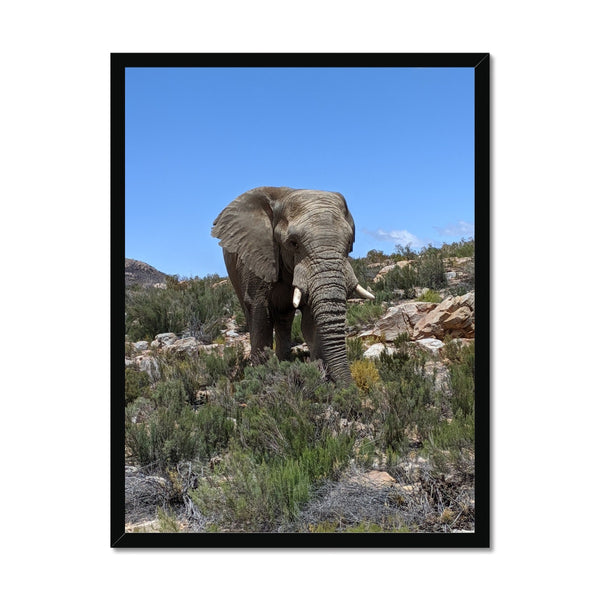 African Elephant Framed Print