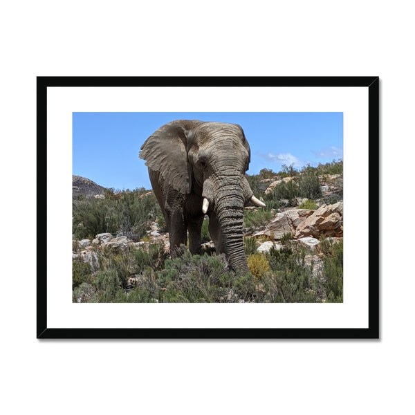 African Elephant Framed & Mounted Print