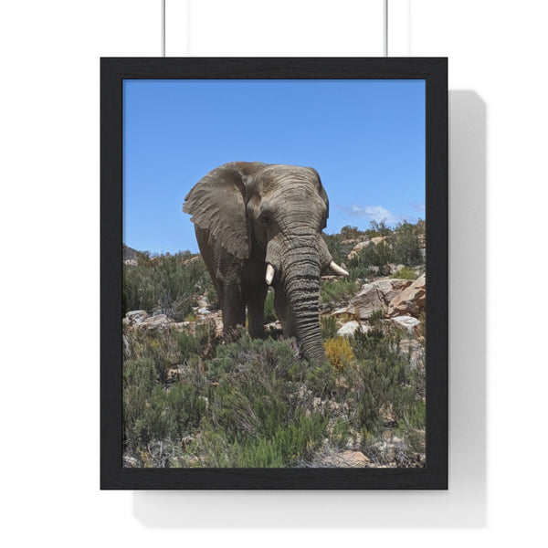 African Elephant