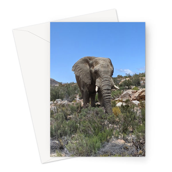 African Elephant Greeting Card