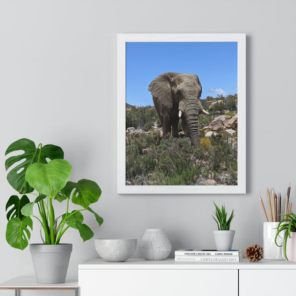 African Elephant