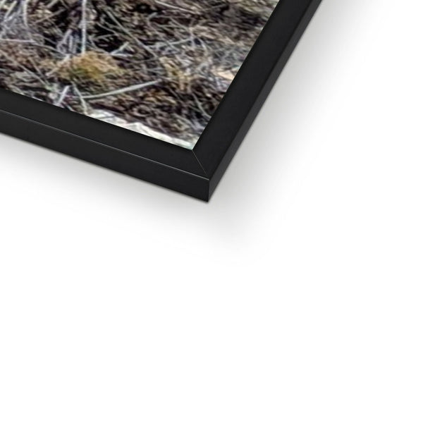 African Elephant Framed Print