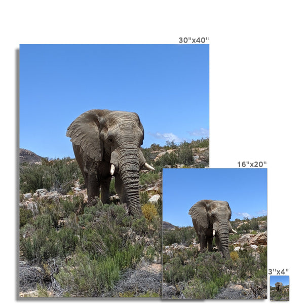 African Elephant C-Type Print