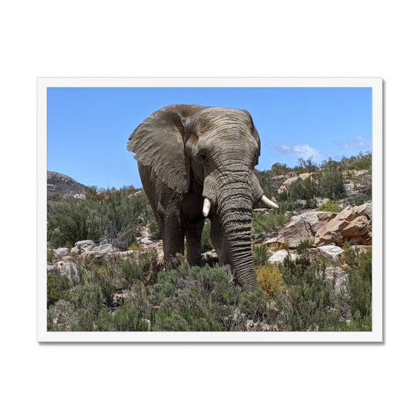 African Elephant Framed Print