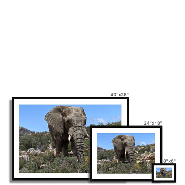 African Elephant Framed & Mounted Print