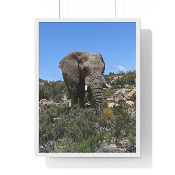 African Elephant