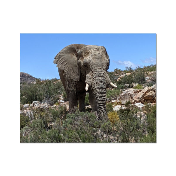 African Elephant C-Type Print