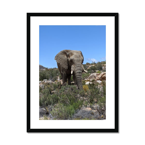 African Elephant Framed & Mounted Print