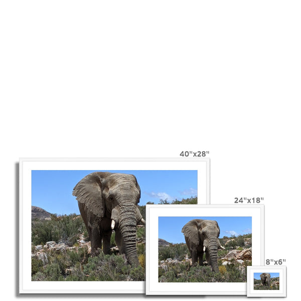 African Elephant Framed & Mounted Print