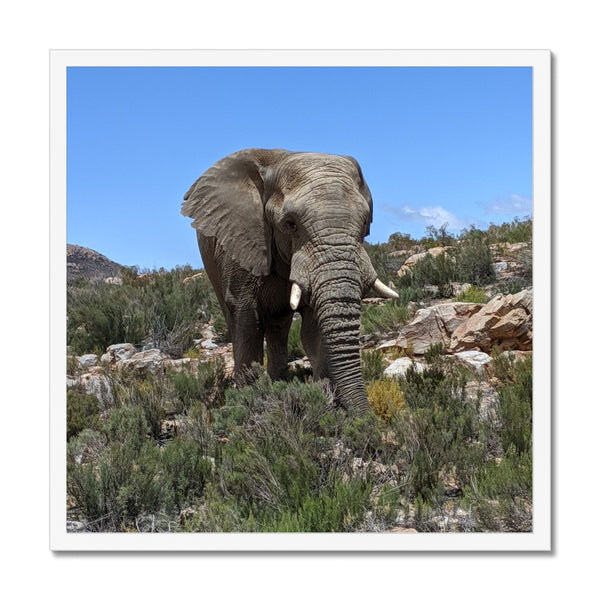 African Elephant Framed Print